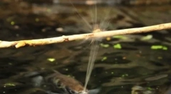 Уникална риба, пръскаща вода, за да свали плячката си (3 снимки + видео)